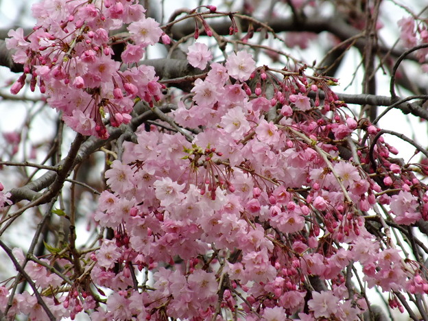 DSCF0335