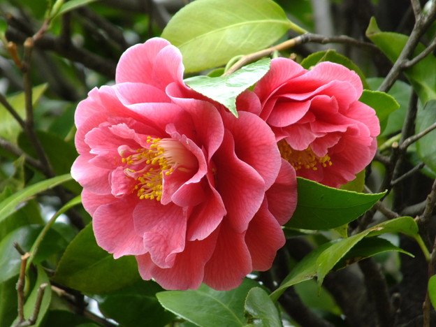 DSCF0138