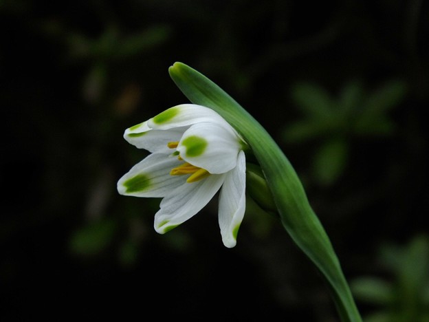 DSCF0174