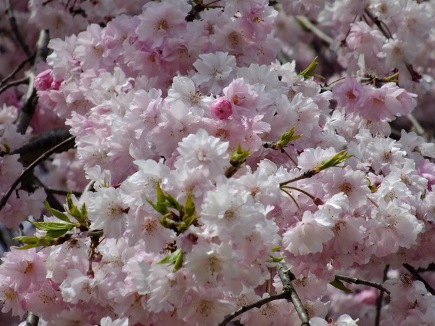DSCF0156