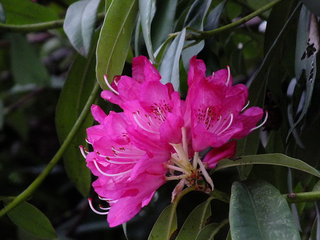 DSCF0616