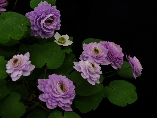 DSCF0310