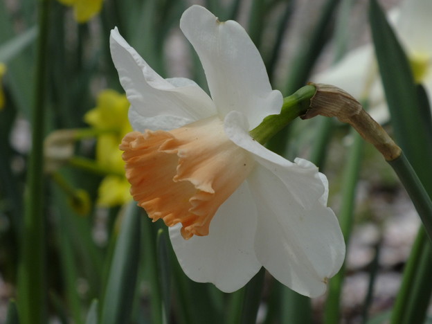 DSCF0108
