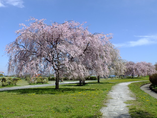 DSCF0103