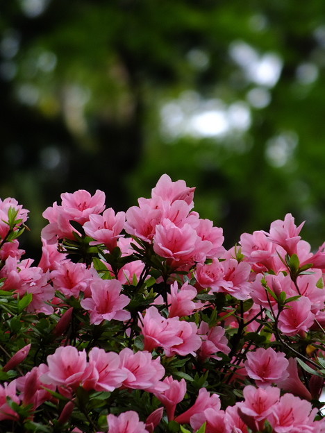 DSCF0062
