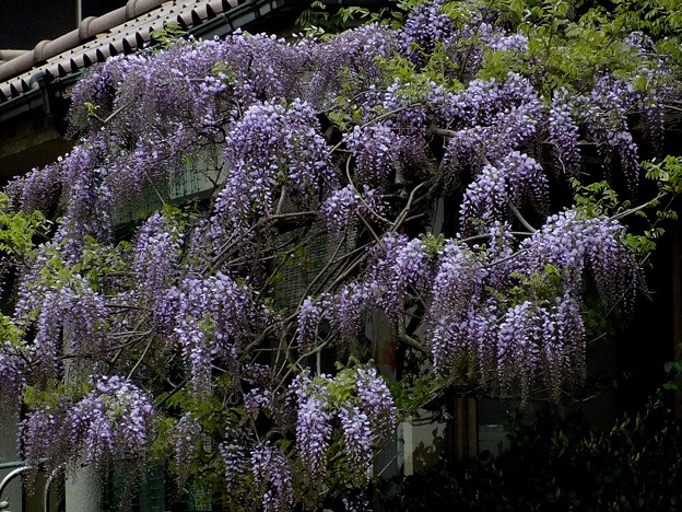 DSCF0358