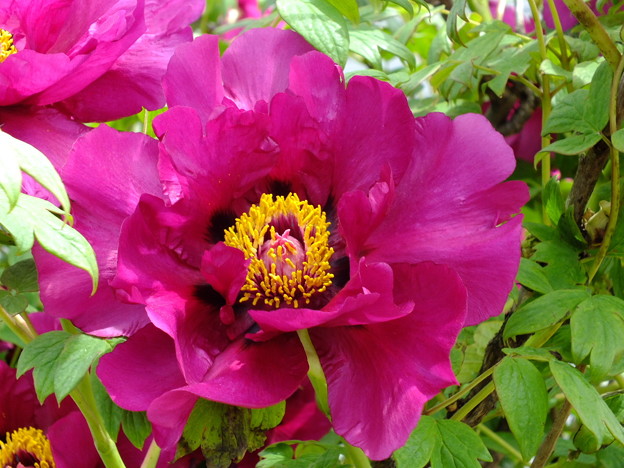 DSCF0245