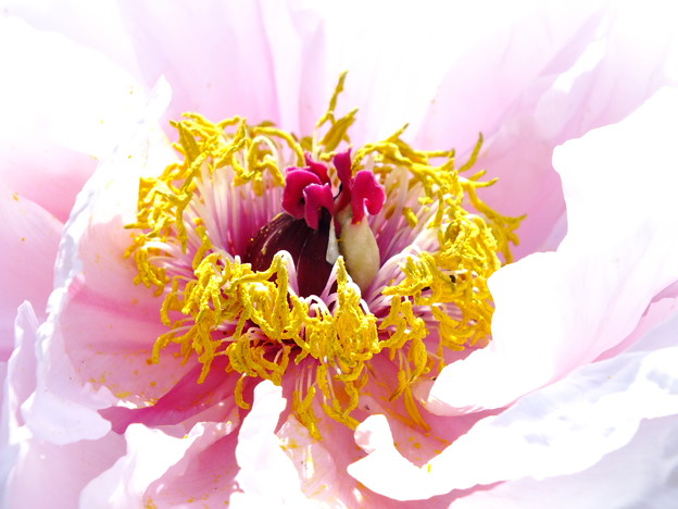 DSCF0010