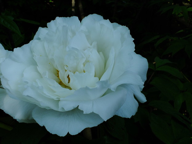 DSCF0201