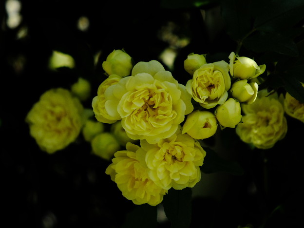 DSCF0147