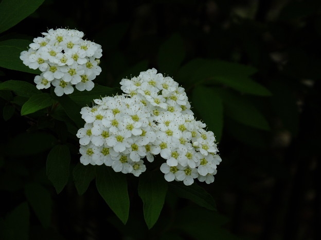 DSCF0262