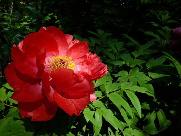 DSCF0059