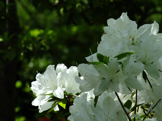 DSCF0168
