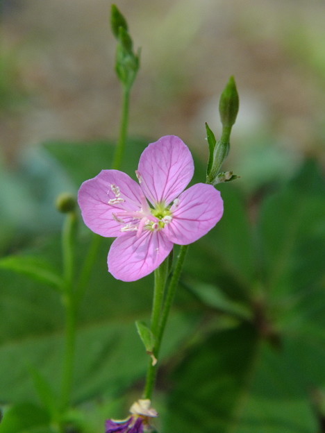 DSCF0117
