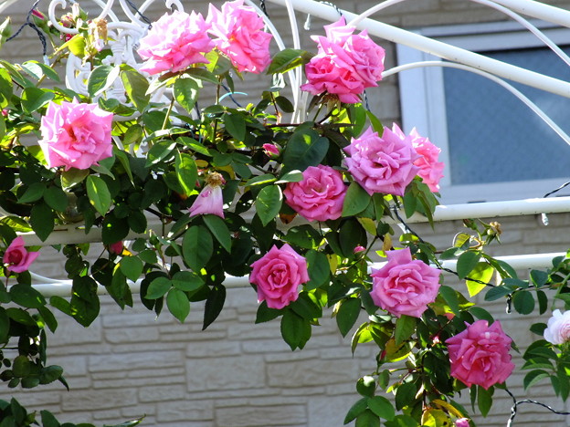 DSCF0243