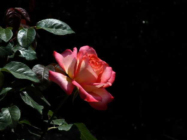 DSCF0099