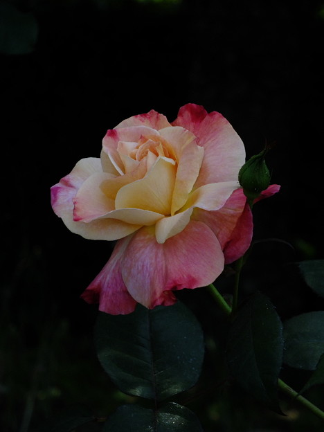 DSCF0156