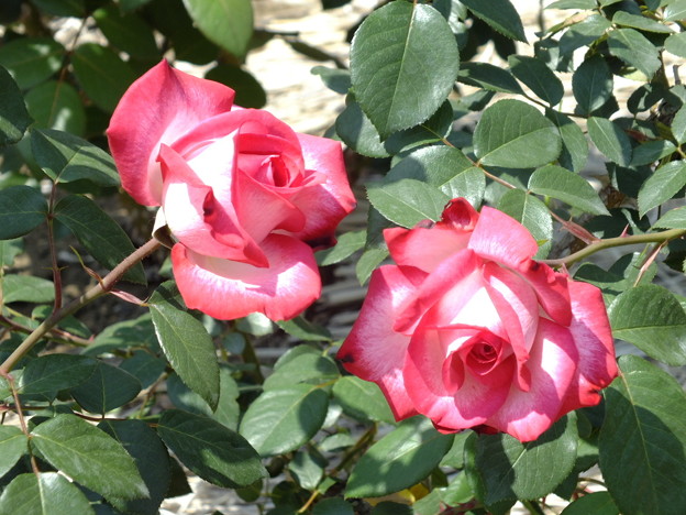 DSCF0342