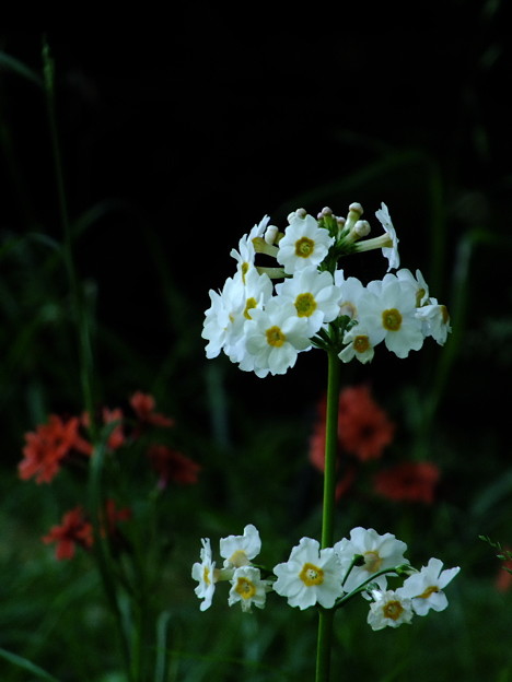 DSCF0052