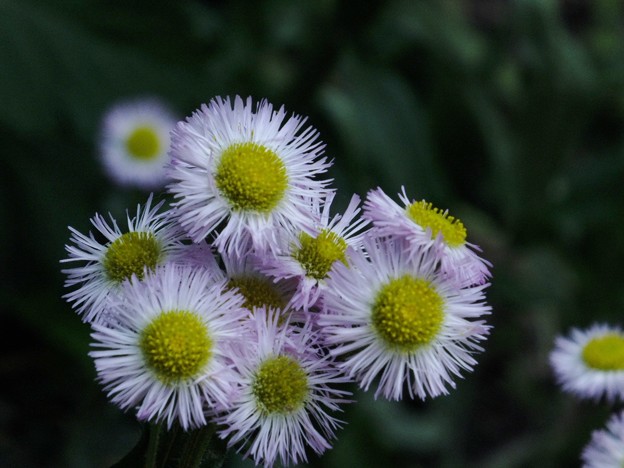 DSCF0516