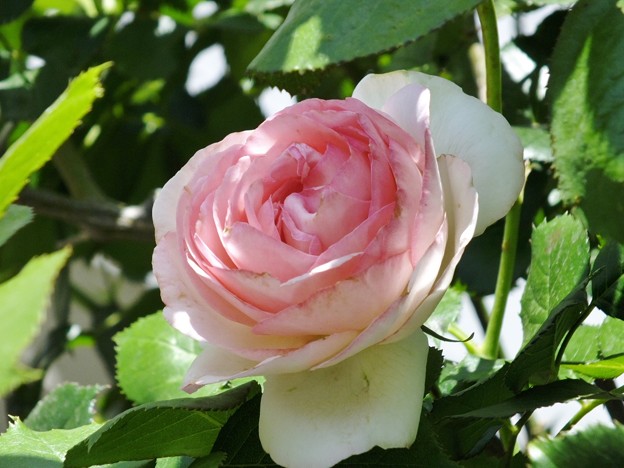 DSCF0013