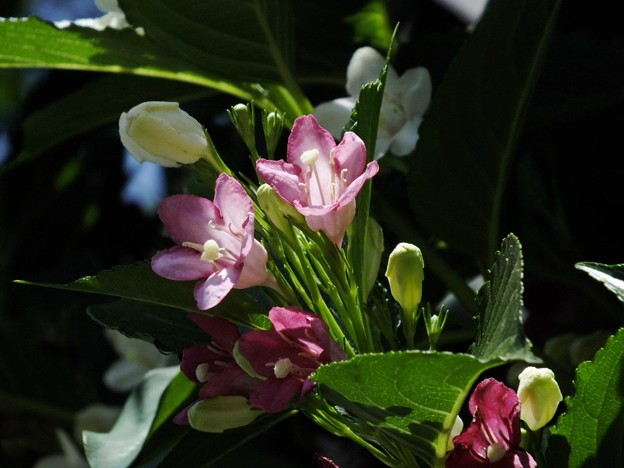 DSCF0037
