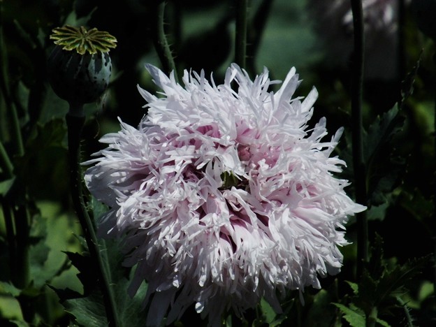 DSCF0277