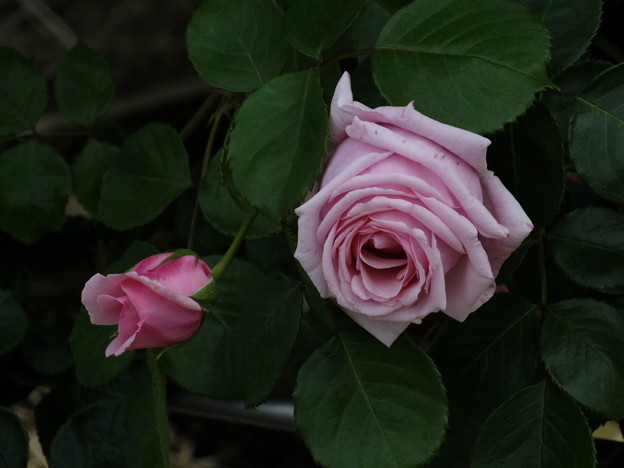 DSCF0107