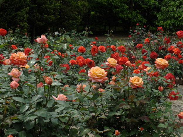 DSCF0131