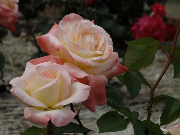 DSCF0134