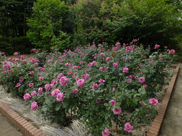 DSCF0142