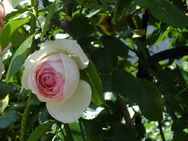 DSCF0005