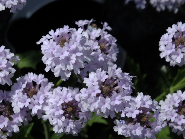 DSCF0089