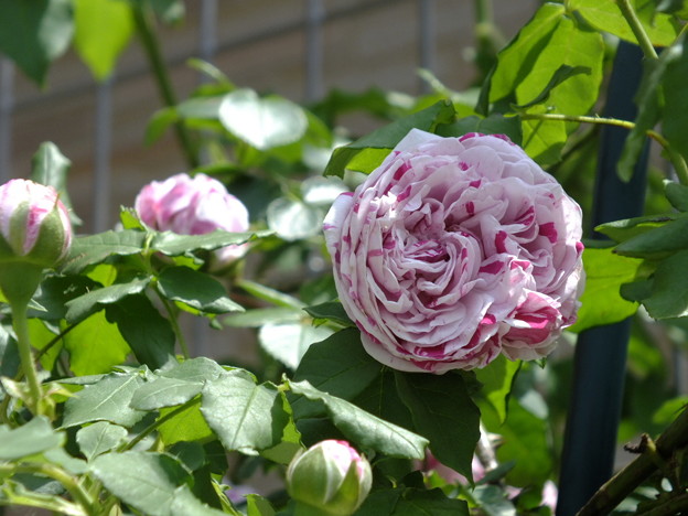 DSCF0029