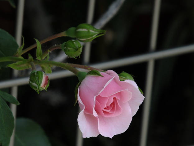 DSCF0048