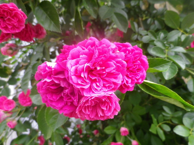 IMGP0234