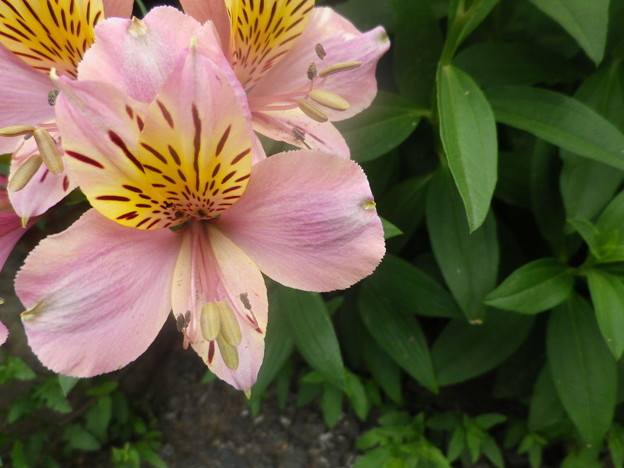 IMGP0239