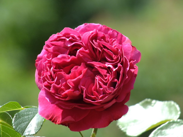 DSCF0121