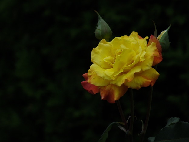 DSCF0339