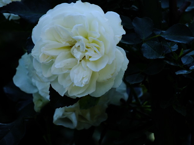 DSCF0382
