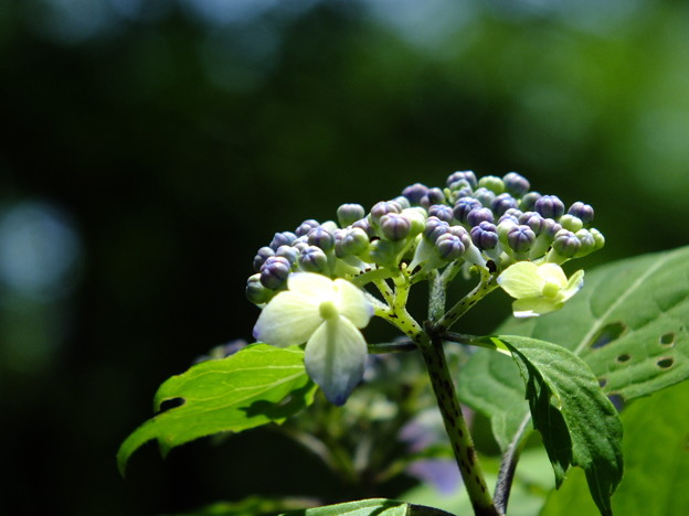 DSCF0058