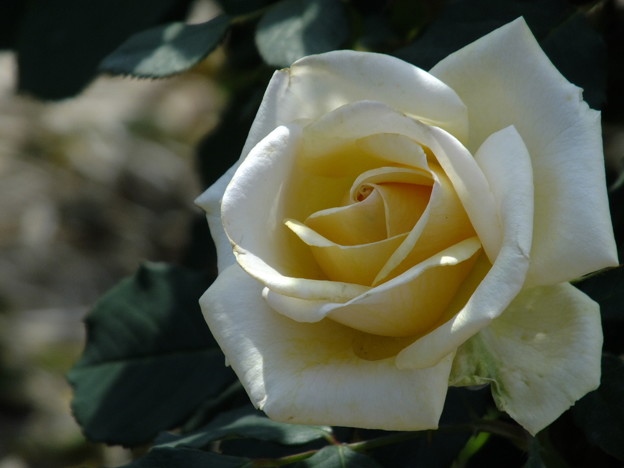 DSCF0118
