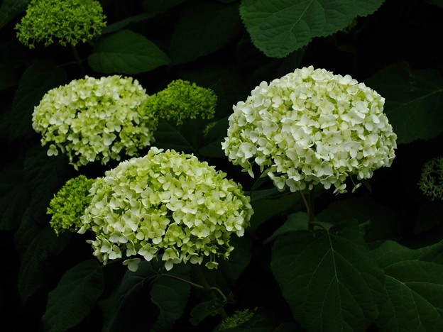 DSCF0154