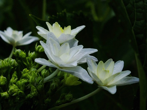 DSCF0186