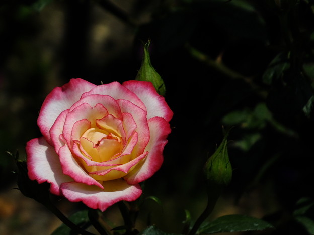 DSCF0235