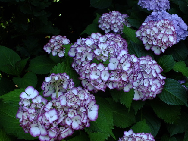 DSCF0125
