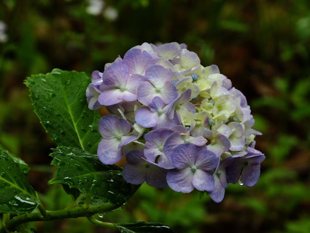 DSCF0012