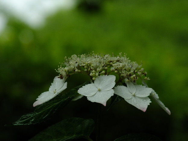 DSCF0021