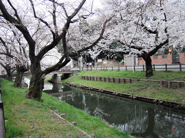 お花見会場の桜並木
