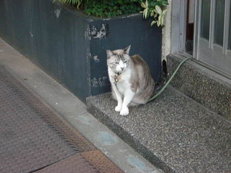 本当はお外に出たいのかな？